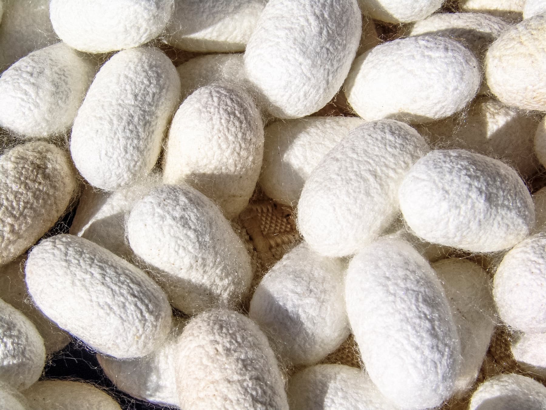 Mulberry silk cocoons close-up — Grade 6A selection