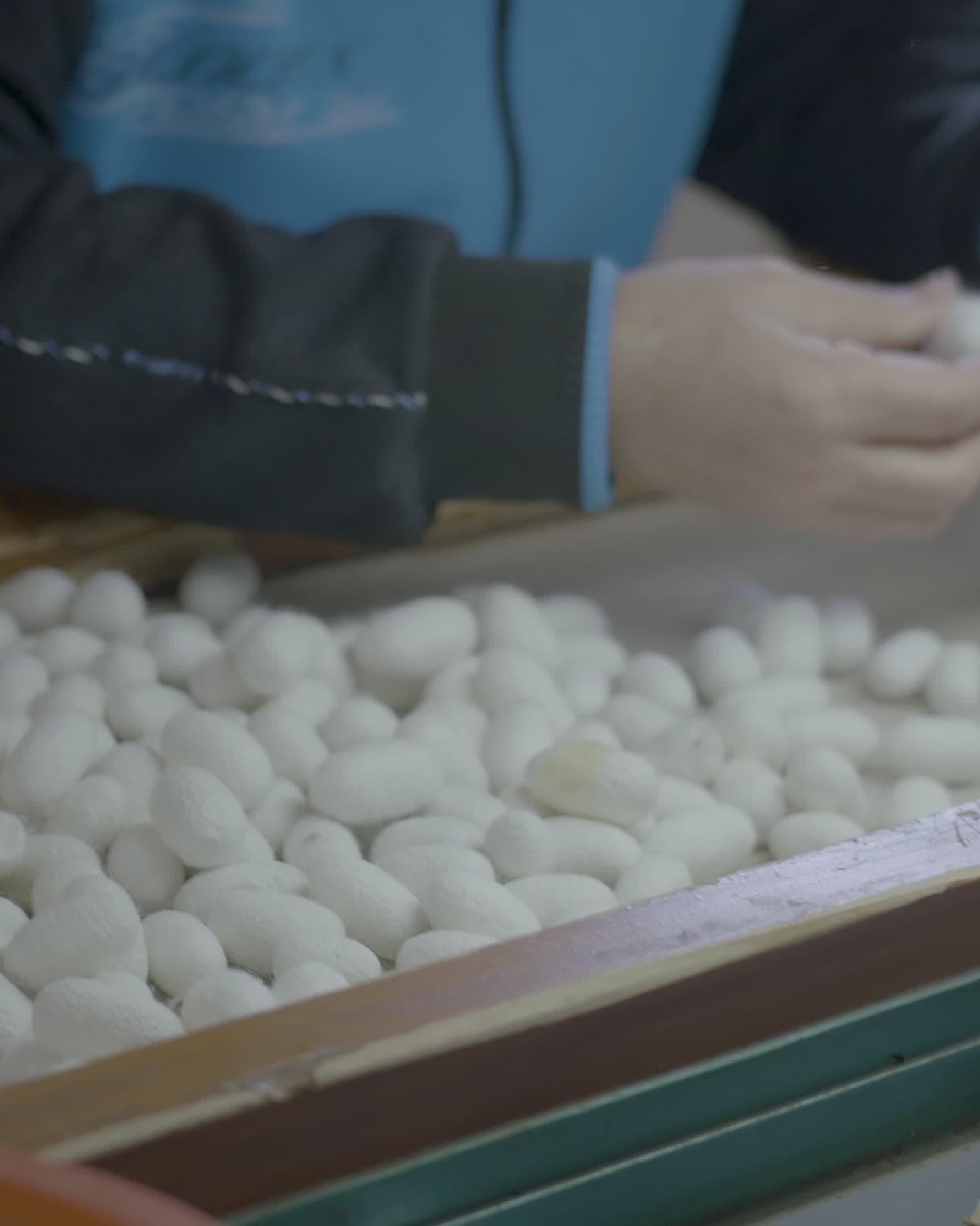 Sorting mulberry silk cocoons by hand